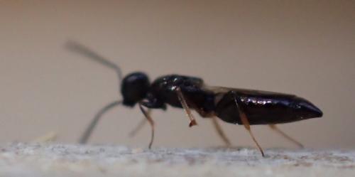 Calymmochilus sp.